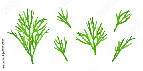 Set of isolated dill sprigs Fototapet