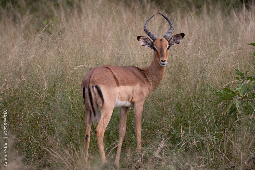 Safari antilope Parc Kruger Afrique du Sud Safari antilope Parc Kruger Afrique du Sud