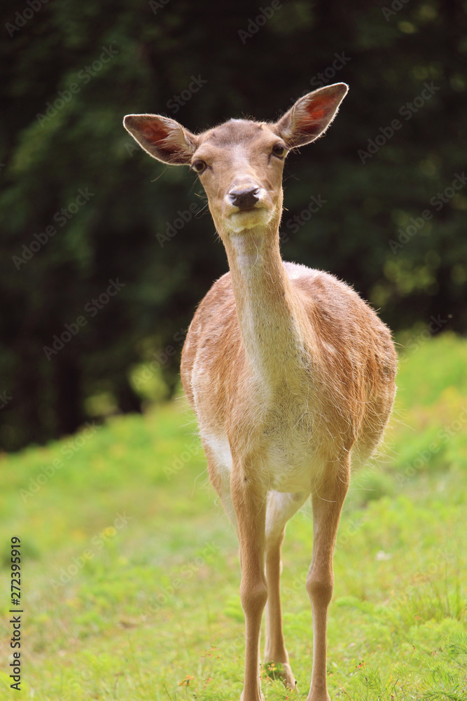 Fototapeta premium Reh frontalansicht