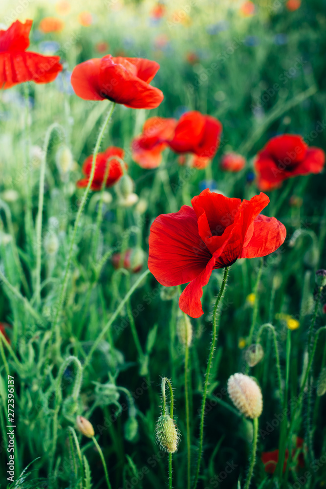 Obraz premium Closeup of red poppies (Papaver rhoeas) in the sunset on natural green background. Floral background. Summer concept.