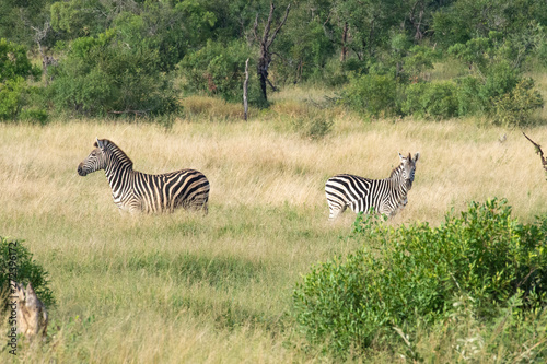 Safari zebre Parc Kruger Afrique du Sud 
