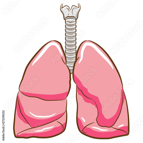 lung vector graphic design