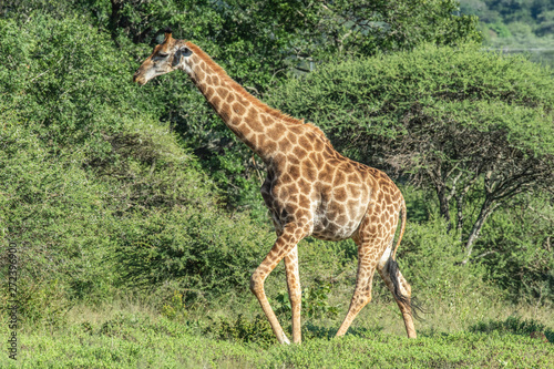 Safari antilope Parc Kruger Afrique du Sud 