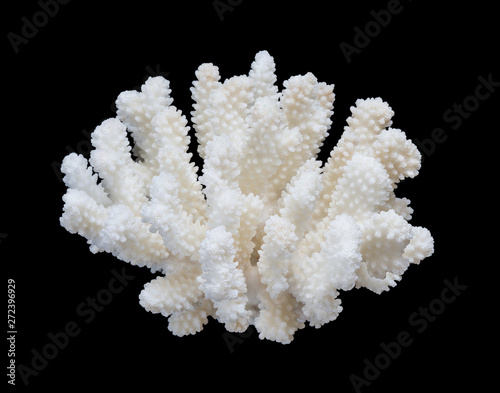 White coral isolated on a black background