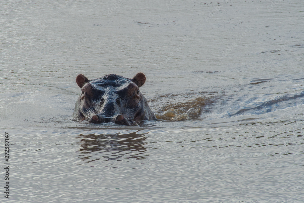 Fototapeta premium Safari hyppo Parc Kruger Afrique du Sud 
