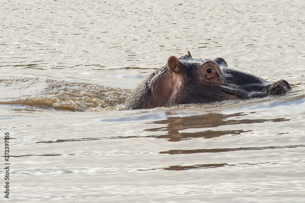 Safari hyppo Parc Kruger Afrique du Sud Safari hyppo Parc Kruger Afrique du Sud