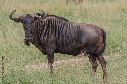 Safari gnou Parc Kruger Afrique du Sud 
