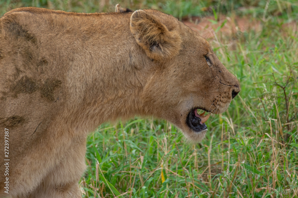 Fototapeta premium Safari lion Parc Kruger Afrique du Sud 