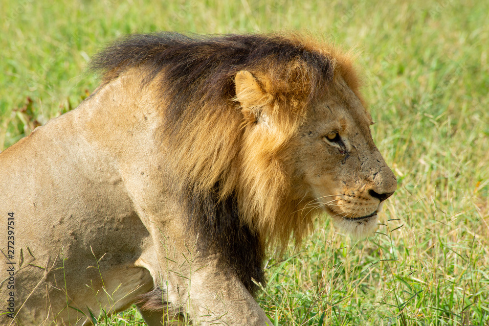 Safari lion Parc Kruger Afrique du Sud Safari lion Parc Kruger Afrique du Sud