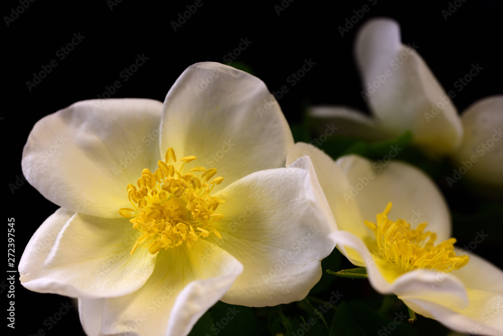zarte blüte einer weißen wilden rose vor dunklem hintergrund
