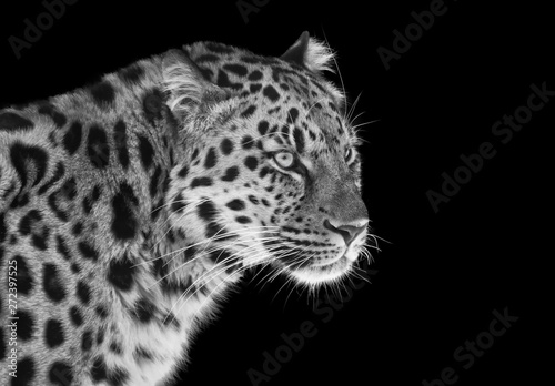 Leopard in black and white with blue eyes