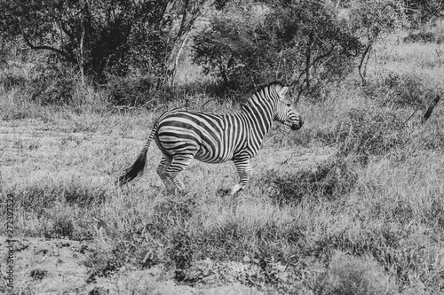 Safari antilope Parc Kruger Afrique du Sud 
