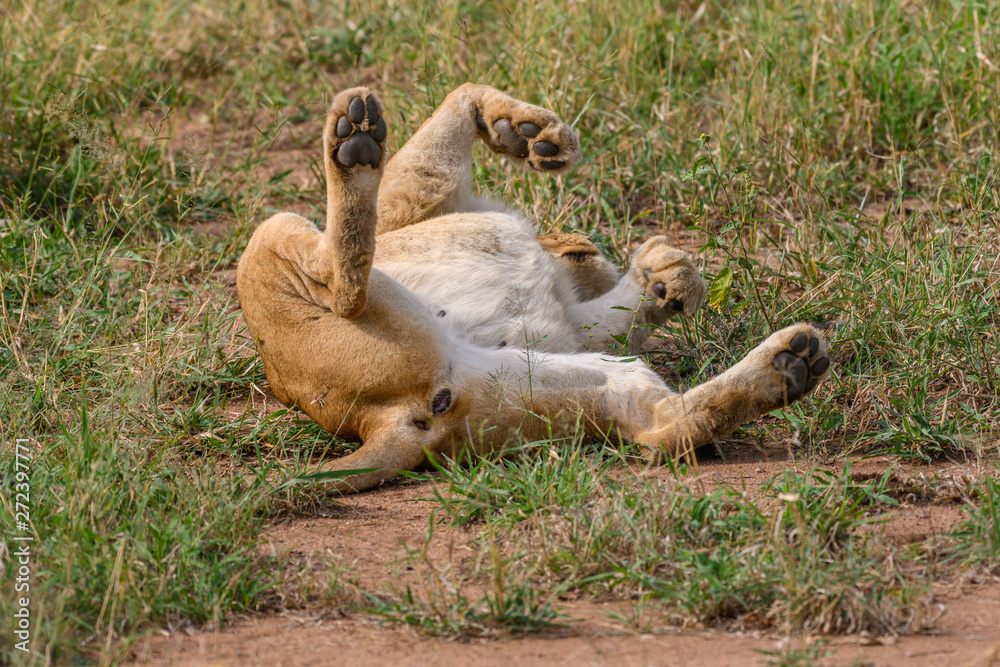 Safari lion Parc Kruger Afrique du Sud Safari lion Parc Kruger Afrique du Sud