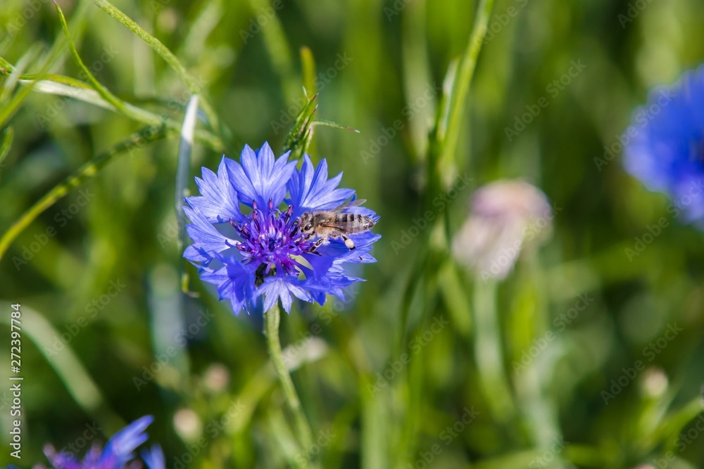 A bee on a blue flower . Collects pollen and drink nectar, blue flower with insect A bee on a blue flower . Collects pollen and drink nectar, blue flower with insect
