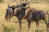 Safari gnous Parc Kruger Afrique du Sud 