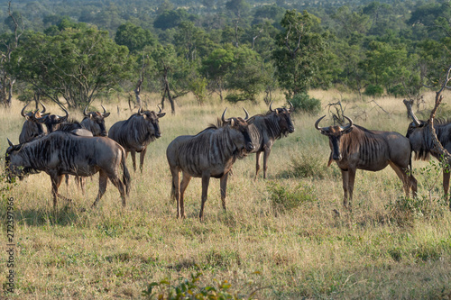 Safari gnous Parc Kruger Afrique du Sud 