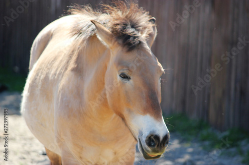 Beautiful adult brown horse outdoors, closeup