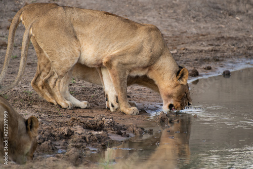 Safari lion Parc Kruger Afrique du Sud 