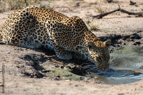 Safari gu  pard Parc Kruger Afrique du Sud 