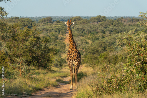 Safari girafe Parc Kruger Afrique du Sud 