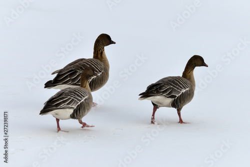 Oie à bec court, .Anser brachyrhynchus, Pink footed Goose, Spitzberg, Svalbard, Norvège photo