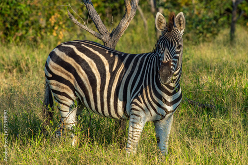 Safari zebre Parc Kruger Afrique du Sud  © Sébastien DEFAUT