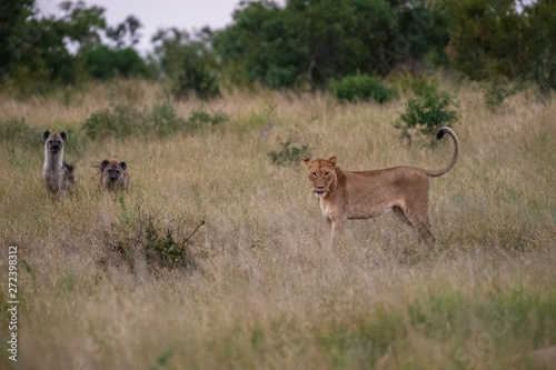 Safari lion Parc Kruger Afrique du Sud 