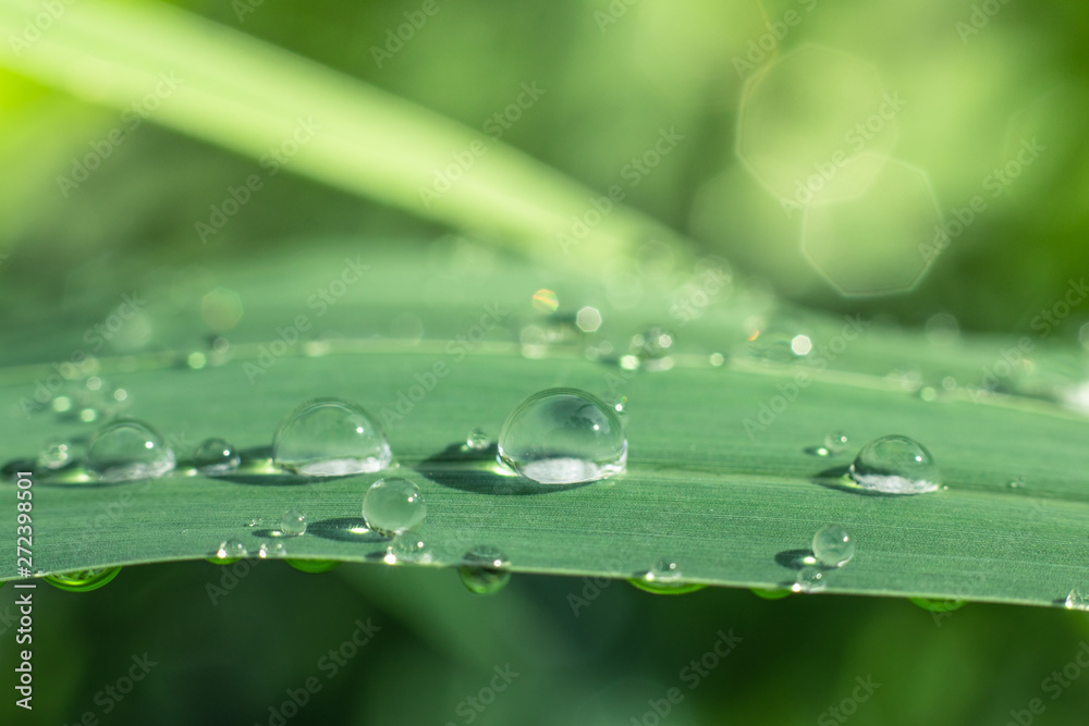 Water drops on green leaves have a green background. Water drops on green leaves have a green background.