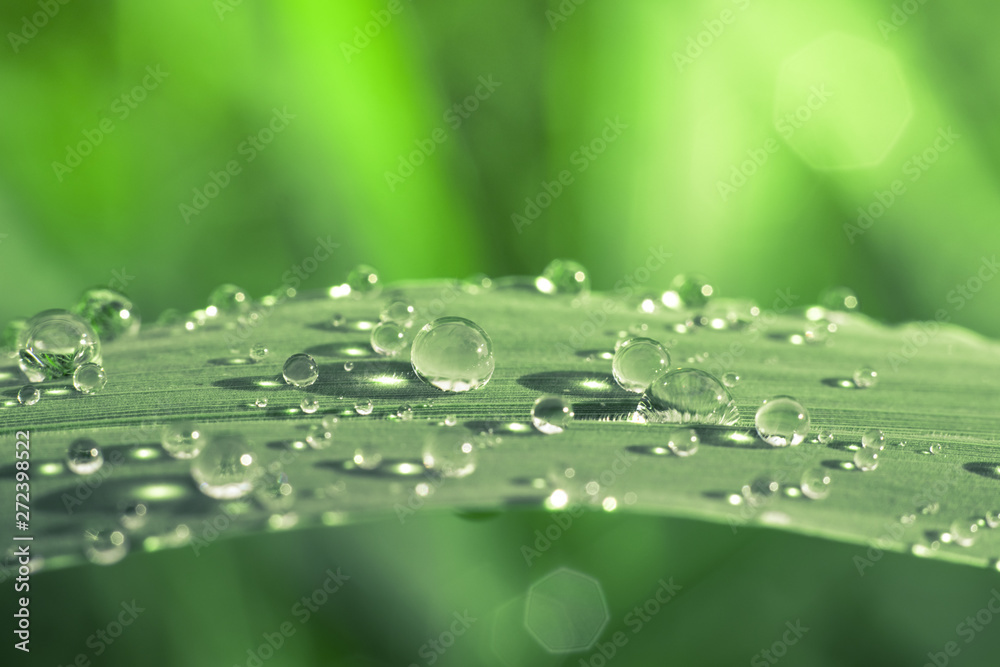Water drops on green leaves have a green background. Water drops on green leaves have a green background.