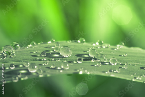 Water drops on green leaves have a green background.