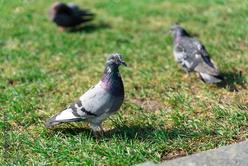 pigeon nature © Алексей Шкляров