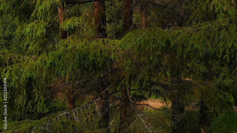Flying a drone between a pine tree in a summer forest Flying a drone between a pine tree in a summer forest