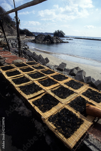 日本の伝統食品、松藻、天日干し photo