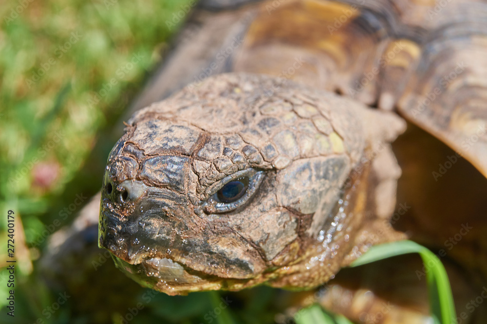 Tortoise in the green grass; turtle (Testudo hermanni) Tortoise in the green grass; turtle (Testudo hermanni)