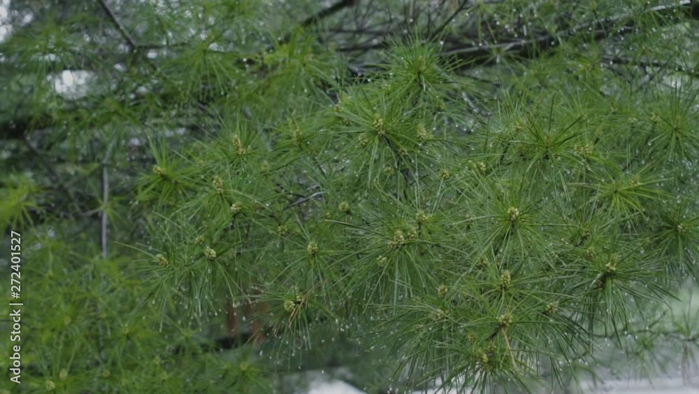 Rainy day close up of a pine tree in slow motion. Rainy day close up of a pine tree in slow motion.