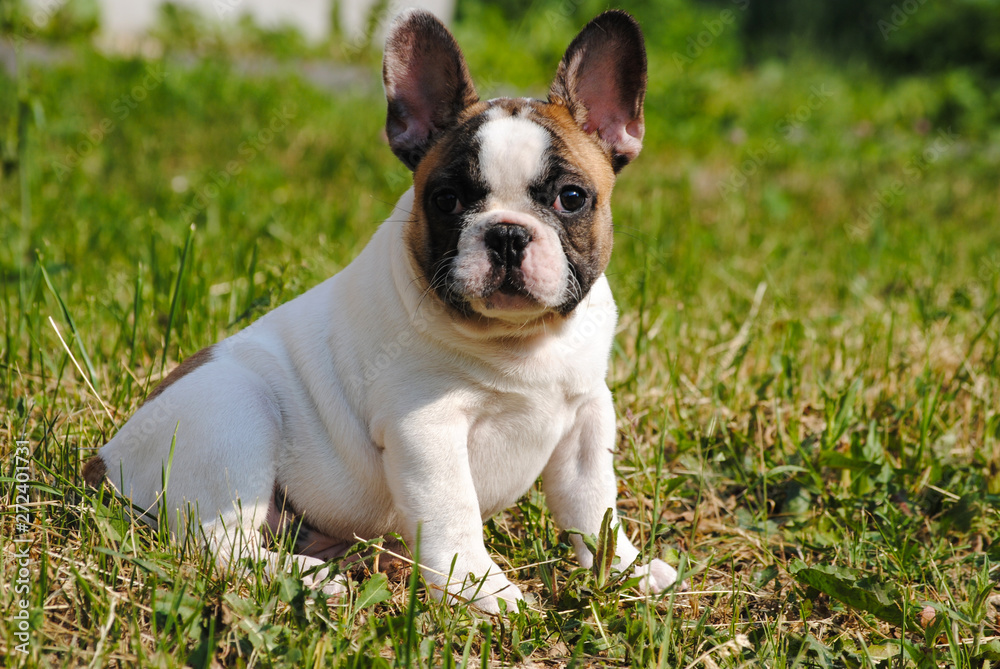 French bulldog on green grass in the early morning