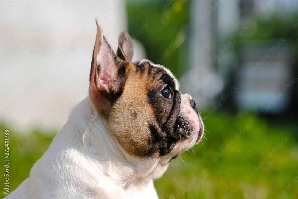 French bulldog on green grass in the early morning