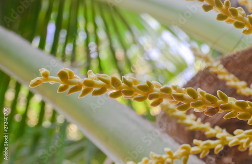 Coconut flower on tree close up shot