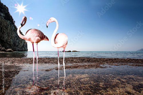 Flamingo bird and summer time 