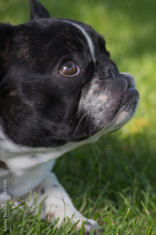 Portrait picture of a French Bulldog puppy who is standing in the yard on the grass