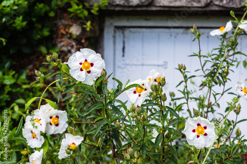 Gum rock rose Cistus ladanifer with new buds and beautiful white flowers