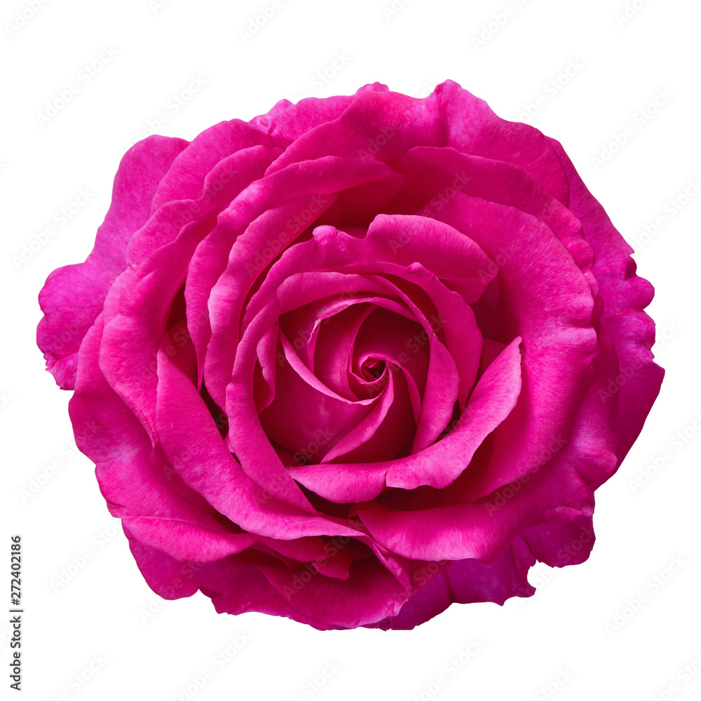 Pink Rose Against White Background Pink Rose Against White Background