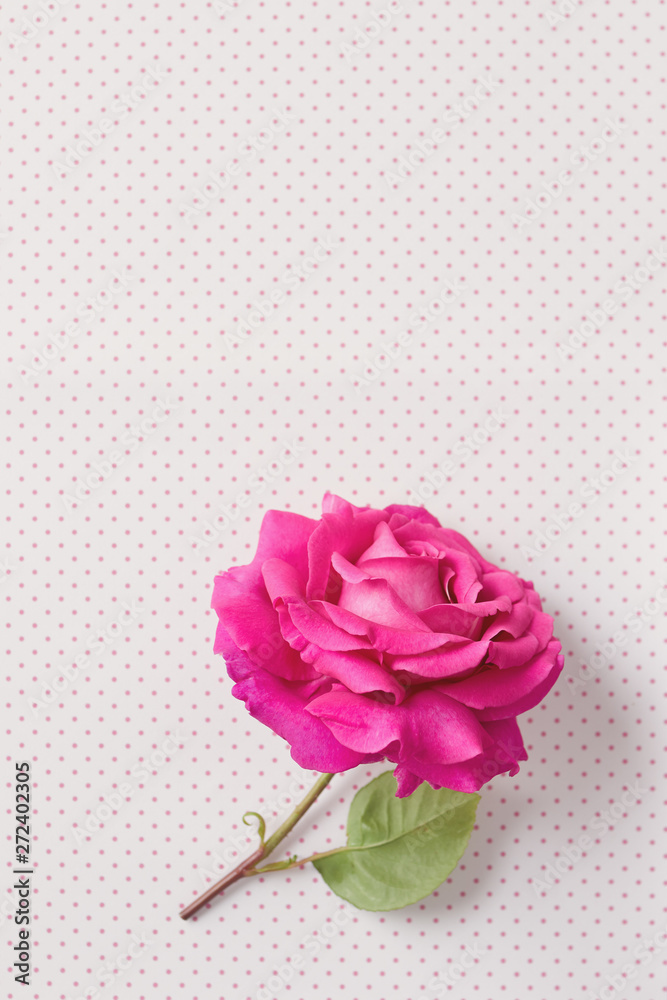 Fototapeta premium Beautiful rose flower on polka dot background.