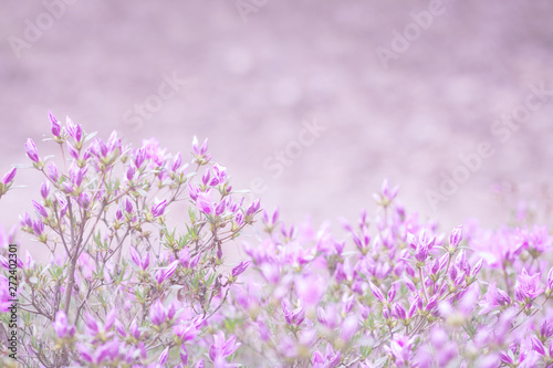 Pink flowers of Rhododendron mucronulatum.Idyllic pattern with beautiful blooming Korean rhododendron for website background or greeting card. Copy space