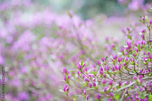 Pink flowers of Rhododendron mucronulatum. Idyllic pattern with beautiful blooming Korean rhododendron for website background or greeting card. Copy space 