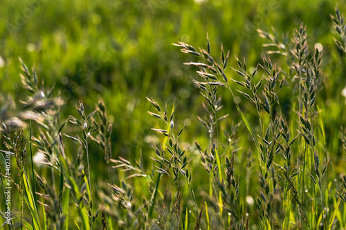 Hafer auf einem Feld im Frühling. Die Hafer Pflanzen im Vordergrund und ein saftiges grünes Getreide im unscharfen Hintergrund photo