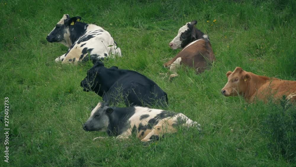 Cows Resting In Grassy Field Cows Resting In Grassy Field