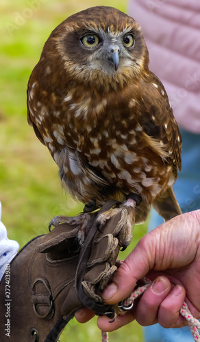 Billede på lærred Close up of a brown and white raptor with handler on leather gauntlet with jessies preparing for display work
