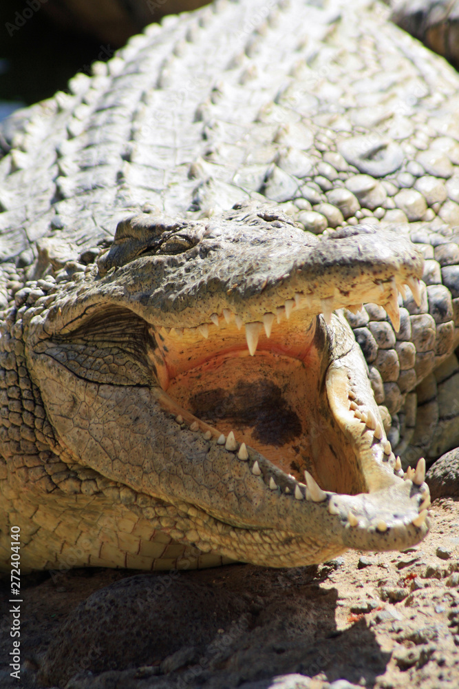 Obraz premium Stumpfkrokodil
