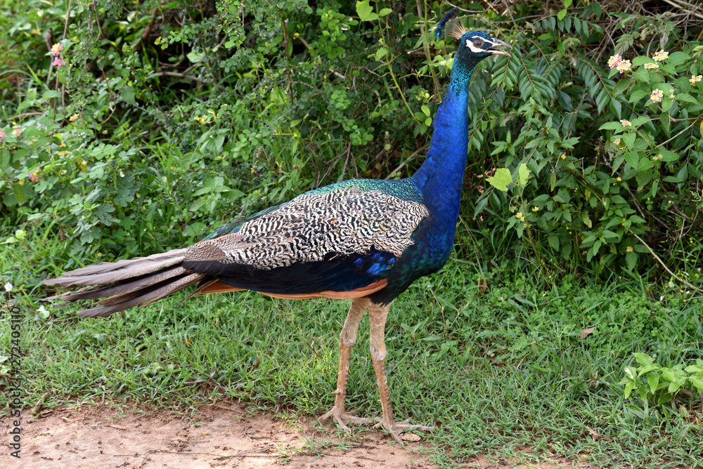 Obraz premium Indian peafowll in Yala National Park Sri Lanka